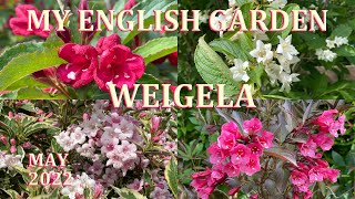 Weigela Tour  My English Garden  May 2022 [upl. by Harlin]