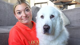 What Its Like Owning a Great Pyrenees [upl. by Fahland]