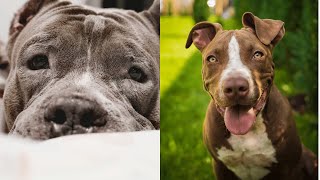 Pitbulls Being Wholesome EP40  Funny and Cute Pitbull Compilation [upl. by Crompton]