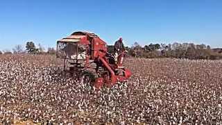 Cotton Picking  Bodine Farms [upl. by Humph468]