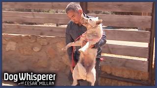 Stubborn Wild Dog Refuses To Be Domesticated  S4 Ep 2  Dog Whisperer With Cesar Millan [upl. by Eciral]