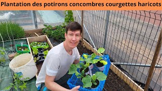 Plantation des potirons concombres courgettes haricots [upl. by Hellman58]