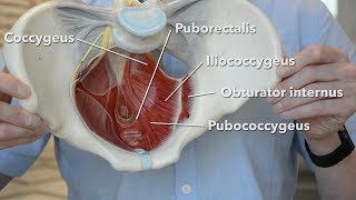 Pelvic floor muscles [upl. by Ecnadnak509]