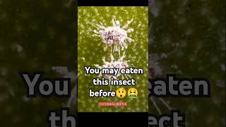 Cochineal Beetle😲🤮 shorts facts youtubeshorts beetle [upl. by Ranice290]