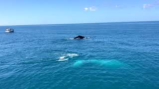 Migaloo visits the Frankland Islands [upl. by Grossman]