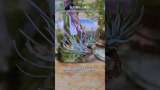 愛上手作 空氣鳳梨 硬葉狐狸尾 T Funckiana var Recurvifolia  air plants [upl. by Sadnak]