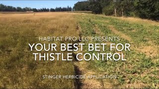 Thistle Control Side by side comparison of treatment areas [upl. by Enilecram308]