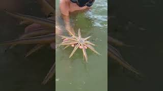 So many massive starfish in shallow water shorts starfish beach [upl. by Olethea]