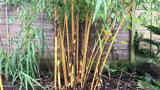 Phyllostachys vivax ‘Aureocaulis’ update  June 4th 2024 [upl. by Dunn]