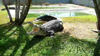 Hunting the Nile crocodile the oldest and most powerful crawler of all time [upl. by Nissa]