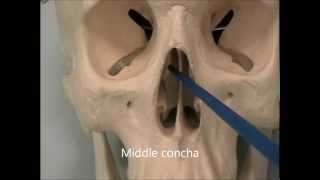 Osteology of the Skull 7 The Face [upl. by Nnarual290]