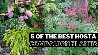 The BEST 5 Hosta Companion Plants for Your Shade Garden AND a BONUS 🍃 shade perennials 🌱 [upl. by Gilly]