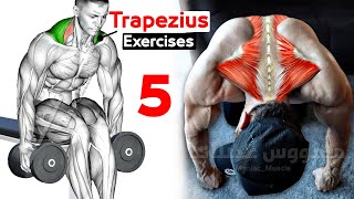 How To Build Your Trapezius Fast 5 Effective Exercisesتمارين ترابيس [upl. by Krm926]