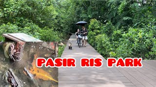 Explore Mangrove Boardwalk— Bird Watch Tower in Pasir Ris Park  Tuoi Singapore [upl. by Adnavoj]