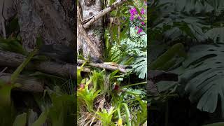 Thraupis palmarumtangara palmera birds nature wildbirds aves wildlife thanks4u👍subscribe🦜🫶 [upl. by Cheung]