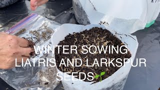 WINTER SOWING LIATRIS AND LARKSPUR SEEDS🌱🌱🌱 [upl. by Are]