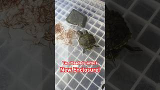 Two Headed Turtle’s New Enclosure [upl. by Llerrad452]