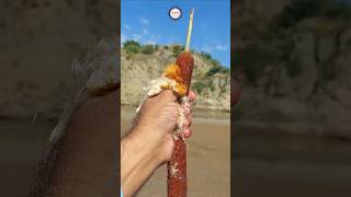 typha angustifolia plant barley closeup view [upl. by Einnol]