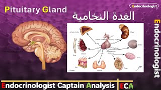 What is the Pituitary Gland  كل ما تحتاج معرفته عن الغدة النخامية [upl. by Min]