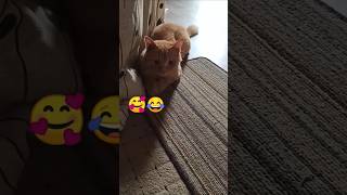 Appi ki safai se hoa Simba preshan 😂simbathecat ❤️catlover trending trendingshorts [upl. by Oratnek886]