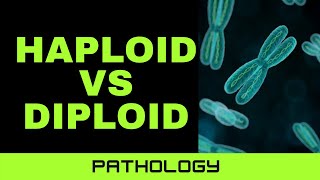 EXPLAINATION OF DIFFERENCE BETWEEN HAPLOID CELL AND DIPLOID CELL IN QUICK AND EASY WAY [upl. by Ailema823]