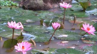 A Beautiful Buddhist Crystal MUSIC for Meditation Qigong  Yoga  Spa  amp TaiChi [upl. by Sellma]