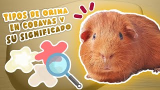 💧 ¿Qué dice la ORINA de tus COBAYAS  CUYOS  CUYES sobre su SALUD 🐹 Importancia y tipos 🕵️‍♀️ [upl. by Prouty]