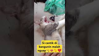 si cantik nguap fypシ゚viral viralvideo kucingabuabuyanglucu shorts [upl. by Elleoj]