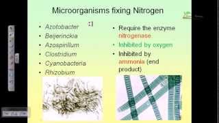 Nitrogen cycle [upl. by Ree]