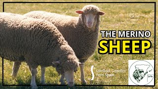 The Merino Sheep  Livestock Genetics From Spain [upl. by Hosfmann652]