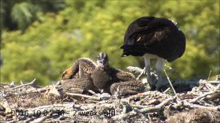 Osprey nesting behaviors part 1 [upl. by Aiz549]