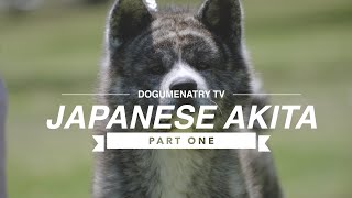 ALL ABOUT JAPANESE AKITA INU PART ONE [upl. by Marih855]