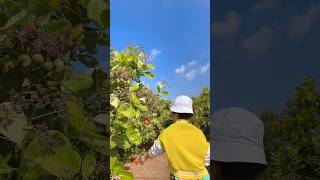 Cashew Harvesting Process – Picking Cashew Fruits and Nuts in Rural Life [upl. by Schiff]