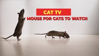 MICE FOR CAT TO WATCH  Mouse Sounds  Mice Squeaking Sounds Compilation 🐀 3 HOURS [upl. by Yelhs]