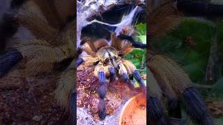 ❤️💛💯💛❤️BEAUTIFUL TARANTULAS❤️💛💯💛❤️ tarantulas beautys tarantulasoftheworld nature [upl. by Leake]