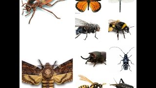 Insect Sounds Compilation 19 insects [upl. by Adrell]