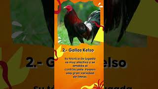 Gallos americanos [upl. by Aileve]