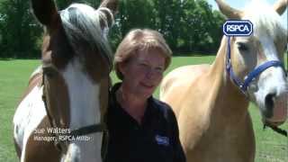 Adopting an RSPCA rescue horse [upl. by Kristie]