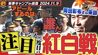 【11月9日秋季キャンプ】岡田彰布オーナー付き顧問が安芸キャンプ訪問！紅白戦どの若虎がアピールするのか！？今しか見れない瞬間を見逃すな！阪神タイガース密着！応援番組「虎バン」ABCテレビ公式チャンネル [upl. by Dafna808]