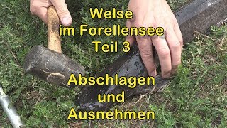 Welsangeln am Forellensee Teil 3 Abschlagen und Ausnehmen [upl. by Heddi]