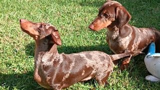 happy dachshunds playing [upl. by Sivam]