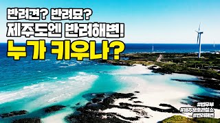 제주보호관찰소 사회봉사명령으로 제주 해변 깨끗하게 맑게 자신있게  법tv [upl. by Wobniar]