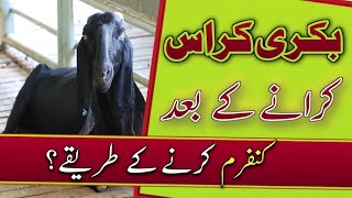 بکری کراس کرانے کے بعد کنفرم کرنے کا طریقہ [upl. by Aerdnod]