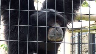 The Screaming Monkey  Siamang Gibbons Howling [upl. by Pyotr]