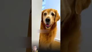 dog funny withsofia alexandsofia [upl. by Bartlett736]