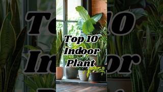 10 Indoor Plants You NEED for a Fresh Home 🌿 PlantLovers indoorplants dreamfulworld3537 [upl. by Leodora]