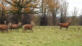 Red deer at Studley Royal Deer ParkRiponYorkshire Part 2 November 2023 [upl. by Love943]