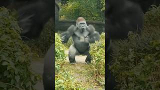 Be careful after seeing this action of gorilla [upl. by Abad936]