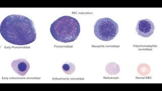 Functional Significance of Cytoplasmic Staining Affinities of the Basophilic and Polychromatic [upl. by Stefanie]