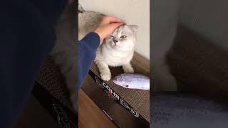 cat vlog food cute pets podcast funnymemes funny [upl. by Hance286]